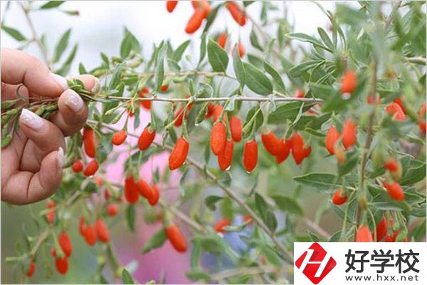 在湘西學(xué)中草藥栽培怎么樣？開設(shè)此專業(yè)的學(xué)校有哪些？